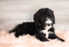 Bernedoodle (Standard) For Sale Baltic, OH Male- Smokey