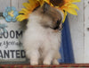 CKC Registered Pomeranian For Sale Millersburg, OH Male- Duke