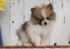 CKC Registered Pomeranian For Sale Millersburg, OH Male- Duke