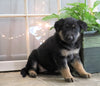 AKC Registered German Shepherd For Sale Millersburg, OH Female- Candi