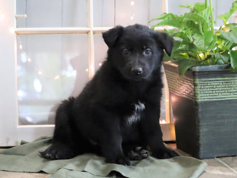 AKC Registered German Shepherd For Sale Millersburg, OH Female- Cristy