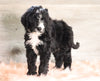 Bernedoodle (Standard) For Sale Baltic, OH Male- Russel