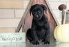AKC Registered Labrador Retriever For Sale Sugarcreek, OH Female- Blackie