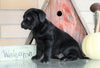AKC Registered Labrador Retriever For Sale Sugarcreek, OH Female- Blackie