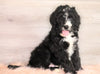 Bernedoodle (Standard) For Sale Baltic, OH Male- Russel