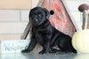 AKC Registered Labrador Retriever For Sale Sugarcreek, OH Female- Blackie