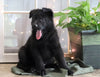 AKC Registered German Shepherd For Sale Millersburg, OH Male- Cory