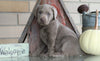 AKC Registered Silver Labrador Retriever For Sale Sugarcreek, OH Male- Blu