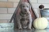 AKC Registered Silver Labrador Retriever For Sale Sugarcreek, OH Male- Blu