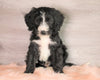 Bernedoodle (Standard) For Sale Baltic, OH Male- Jayce