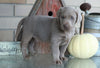 AKC Registered Silver Labrador Retriever For Sale Sugarcreek, OH Male- Blu