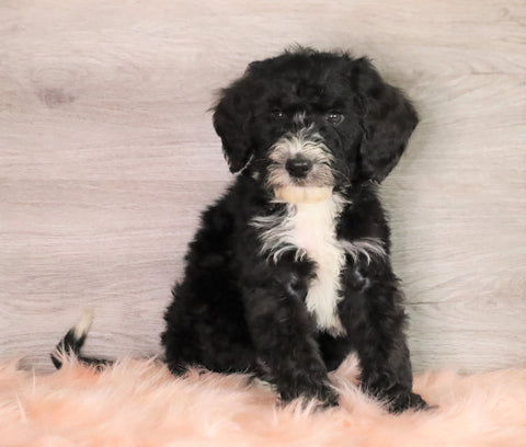 Bernedoodle (Standard) For Sale Baltic, OH Male- Baxter
