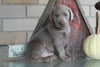 AKC Registered Silver Labrador Retriever For Sale Sugarcreek, OH Male- Blu