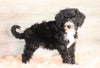 Bernedoodle (Standard) For Sale Baltic, OH Male- Baxter