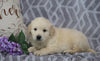 AKC Registered Golden Retriever For Sale Fredericksburg, OH Male- Romeo