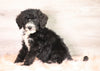 Bernedoodle (Standard) For Sale Baltic, OH Male- Baxter