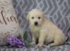 AKC Registered Golden Retriever For Sale Fredericksburg, OH Male- Romeo