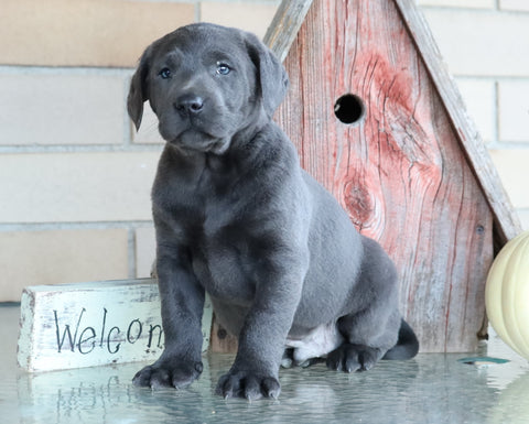 AKC Registered Charcoal Labrador Retriever For Sale Sugarcreek, OH Male- Coal