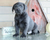 AKC Registered Charcoal Labrador Retriever For Sale Sugarcreek, OH Male- Coal