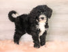 Bernedoodle (Standard) For Sale Baltic, OH Male- Baxter
