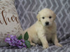 AKC Registered Golden Retriever For Sale Fredericksburg, OH Male- Romeo
