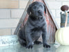 AKC Registered Charcoal Labrador Retriever For Sale Sugarcreek, OH Male- Coal