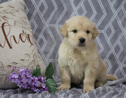 AKC Registered Golden Retriever For Sale Fredericksburg, OH Male- Tyler