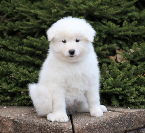 AKC Registered Samoyed For Sale Millersburg, OH Female- Sophie