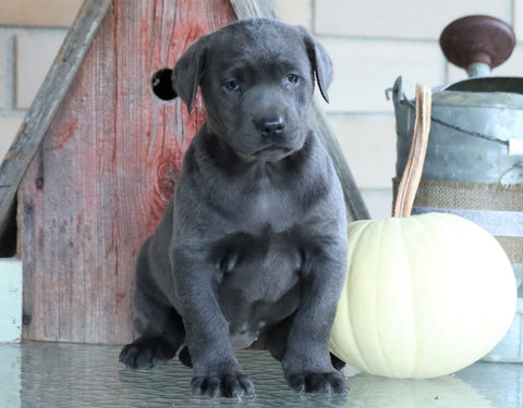 AKC Registered Charcoal Labrador Retriever For Sale Sugarcreek, OH Female- Stormy