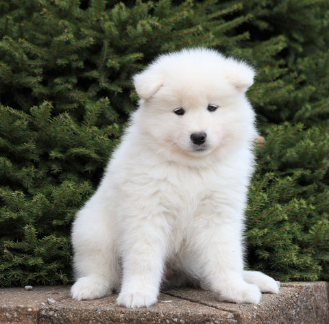 AKC Registered Samoyed For Sale Millersburg, OH Male- Bear