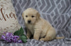 AKC Registered Golden Retriever For Sale Fredericksburg, OH Male- Kobe