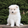 AKC Registered Samoyed For Sale Millersburg, OH Male- Yukon