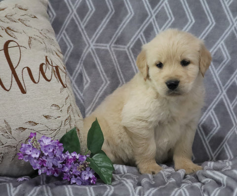 AKC Registered Golden Retriever For Sale Fredericksburg, OH Male- Kobe