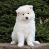 AKC Registered Samoyed For Sale Millersburg, OH Male- Yukon