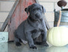 AKC Registered Charcoal Labrador Retriever For Sale Sugarcreek, OH Female- Stormy