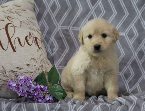 AKC Registered Golden Retriever For Sale Fredericksburg, OH Female- Shasta