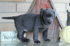 AKC Registered Charcoal Labrador Retriever For Sale Sugarcreek, OH Female- Stormy