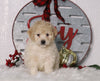 F1B Mini Bernedoodle For Sale Sugarcreek, OH Male- Asher