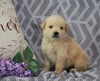 AKC Registered Golden Retriever For Sale Fredericksburg, OH Female- Abby