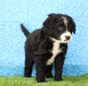 Mini Bernedoodle For Sale Sugarcreek, OH Male- Tyler