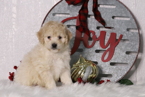 F1B Mini Bernedoodle For Sale Sugarcreek, OH Male- Asher