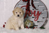F1B Mini Bernedoodle For Sale Sugarcreek, OH Male- Asher
