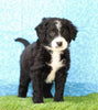 Mini Bernedoodle For Sale Sugarcreek, OH Male- Tyler