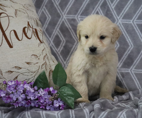 AKC Registered Golden Retriever For Sale Fredericksburg, OH Female- Amber