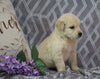 AKC Registered Golden Retriever For Sale Fredericksburg, OH Female- Amber