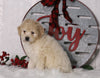 F1B Mini Bernedoodle For Sale Sugarcreek, OH Male- Asher