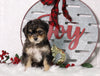 F1B Mini Bernedoodle For Sale Sugarcreek, OH Male- Ryder