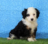 Mini Bernedoodle For Sale Sugarcreek, OH Female- Xena