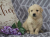 AKC Registered Golden Retriever For Sale Fredericksburg, OH Male- Alex