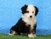 Mini Bernedoodle For Sale Sugarcreek, OH Female- Xena